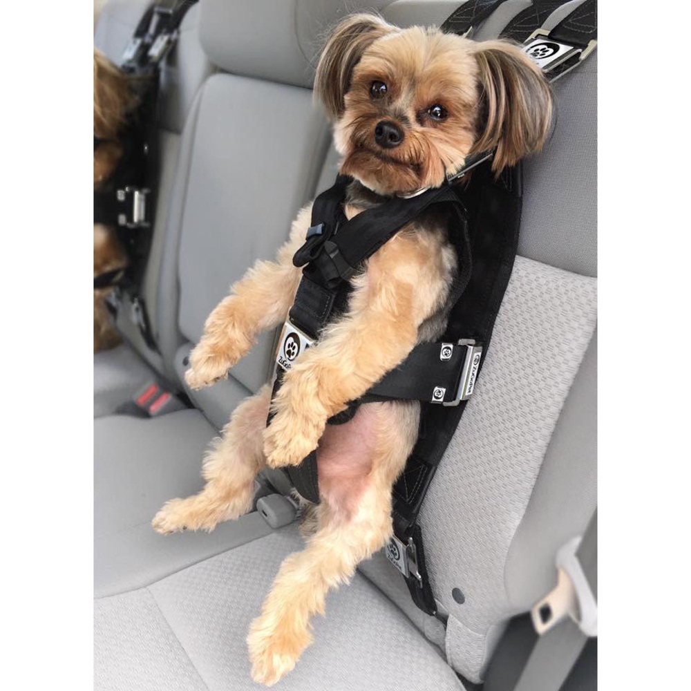 Zugo car harness and/or human harness